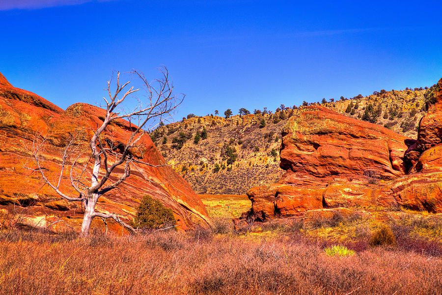 Lone Tree at Red Rocks Park Photograph by David Patterson