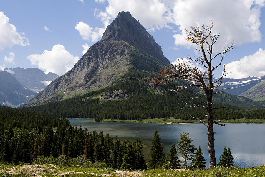 Lone Tree at Sinopah Mountain Photograph by Lorraine Devon Wilke