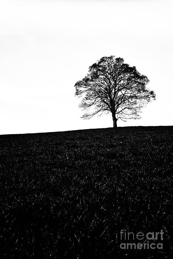 Lone Tree Black and White silhouette Photograph by John Farnan