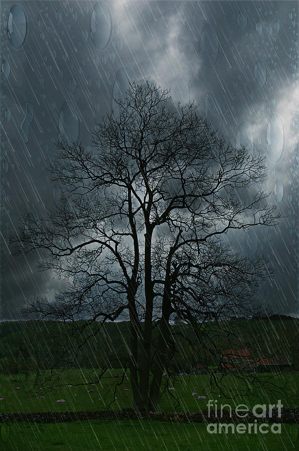 Tree Photograph - Lone Tree by David Hollingworth Tree Photograph - Lone Tree by David Hollingworth