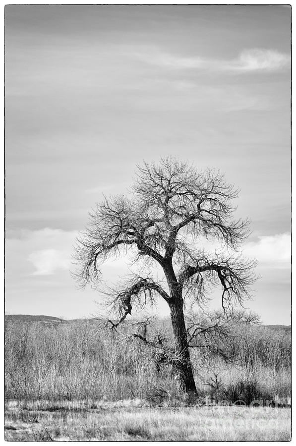 Lone Tree Photograph by David Waldrop