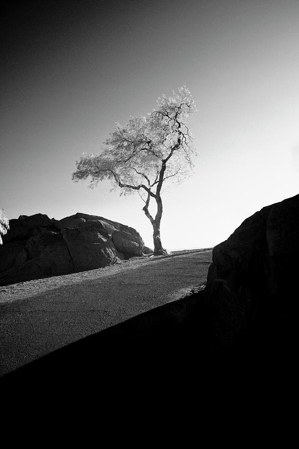 Infra Red Photograph - Lone Tree by G Wigler Infra Red Photograph - Lone Tree by G Wigler