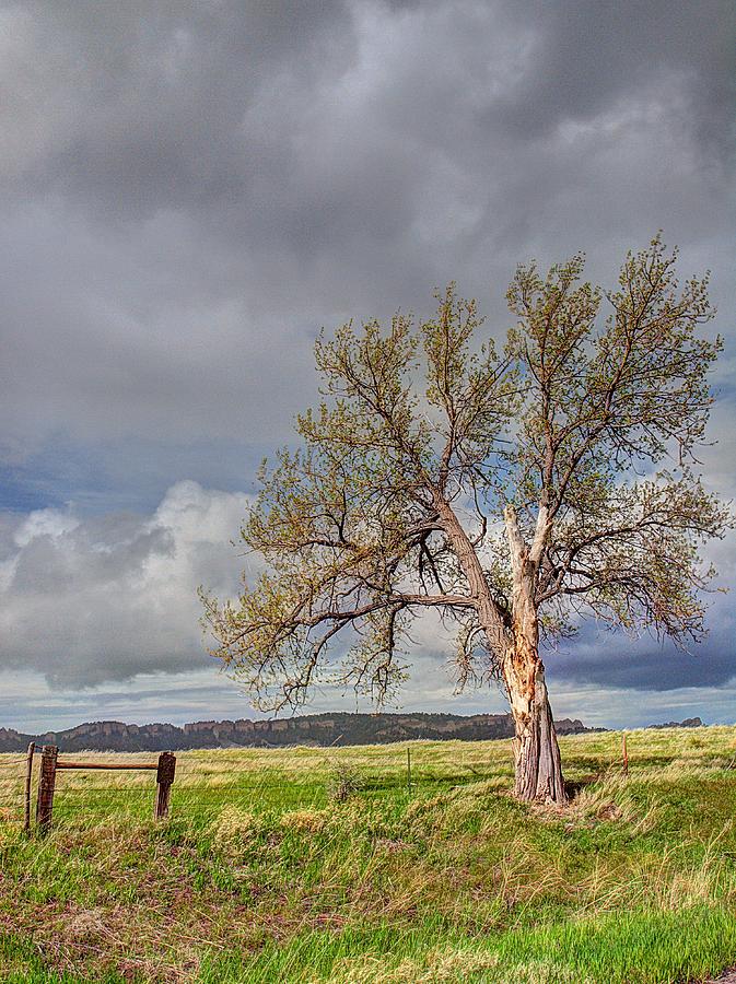 Lone Tree Photograph by HW Kateley