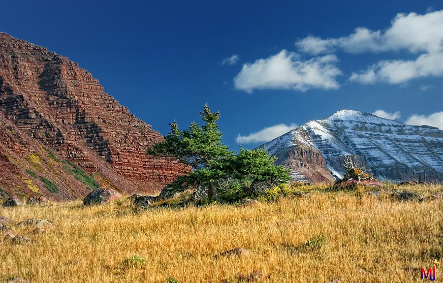 Lone Tree In The Center Photograph By Mitch Johanson Fine Art America   Lone Tree In The Center Mitch Johanson 