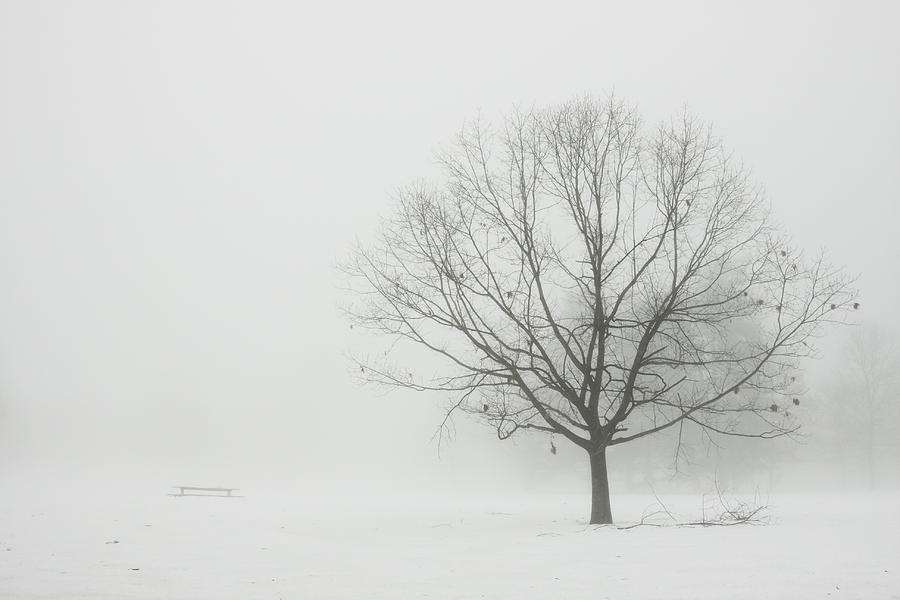 Lone Tree In Winter Fog Photograph by Keith Webber Jr