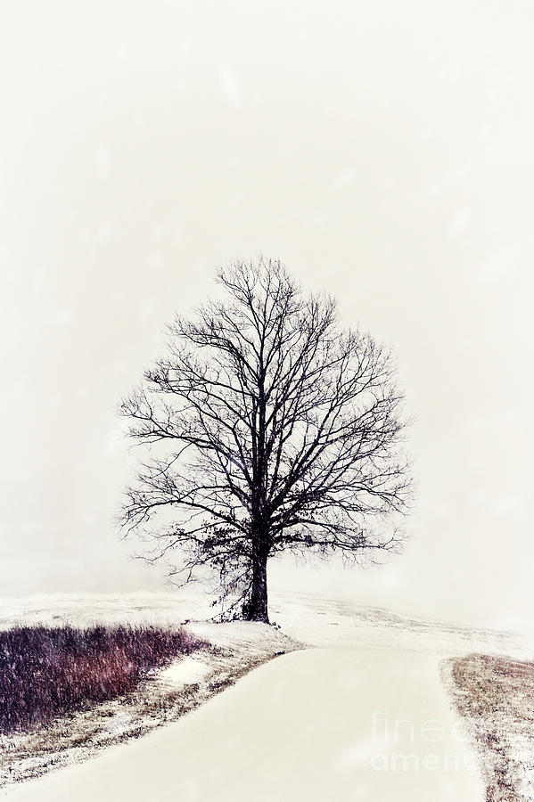 Lone Tree In Winter Photograph by Stephanie Frey