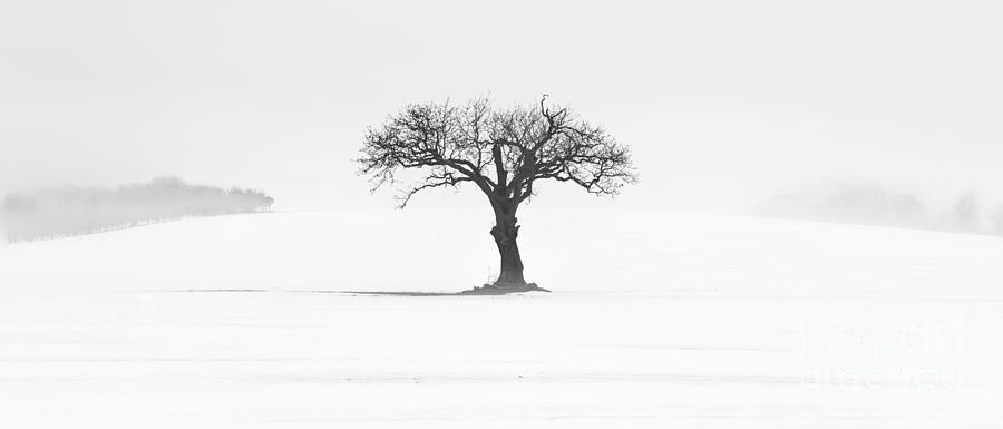 Lone Tree Kingthorpe Photograph by Richard Burdon