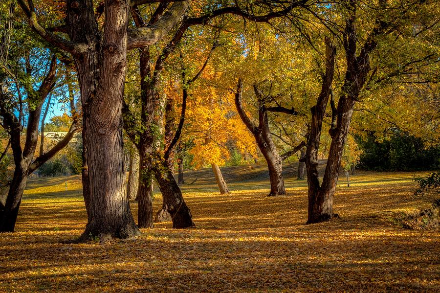 Lone tree Photograph by Mike Oistad - Fine Art America