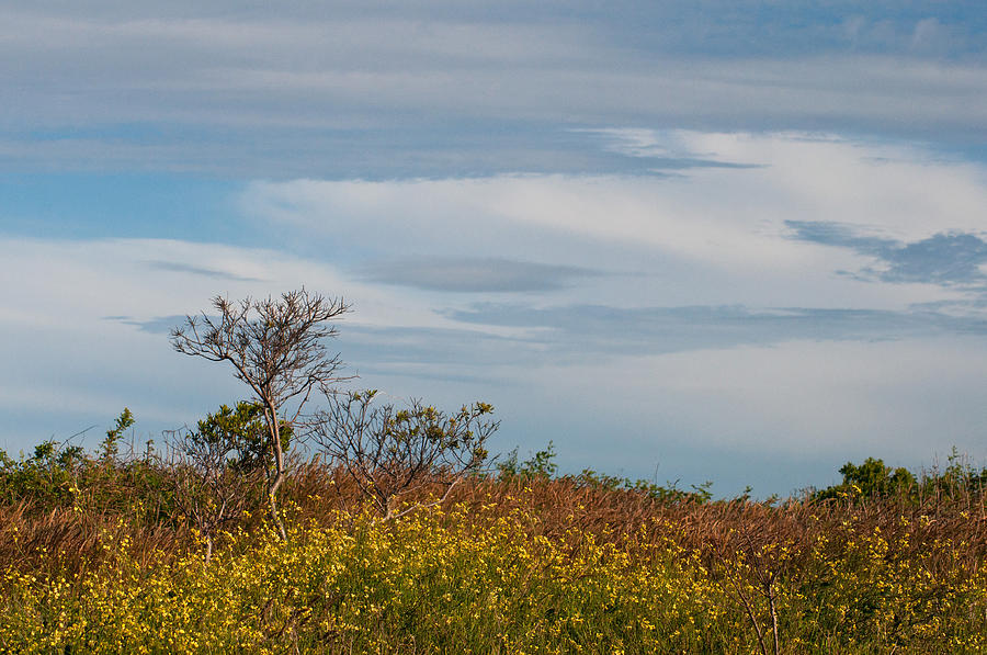 Lone Tree on the Rhode Island Coast Photograph by Nancy De Flon