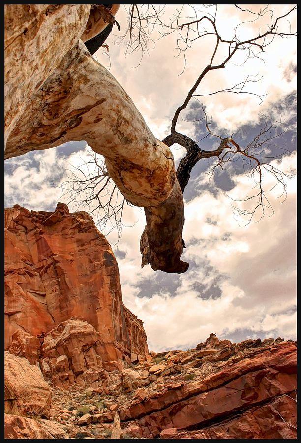 Nature Photograph - Lone Tree by Stellina Giannitsi