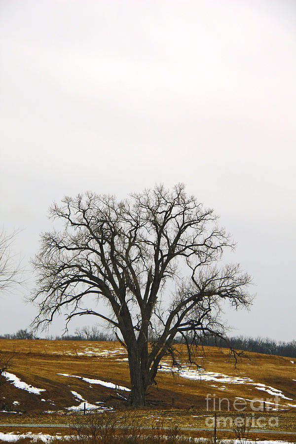 Lone Tree Photograph by Yumi Johnson