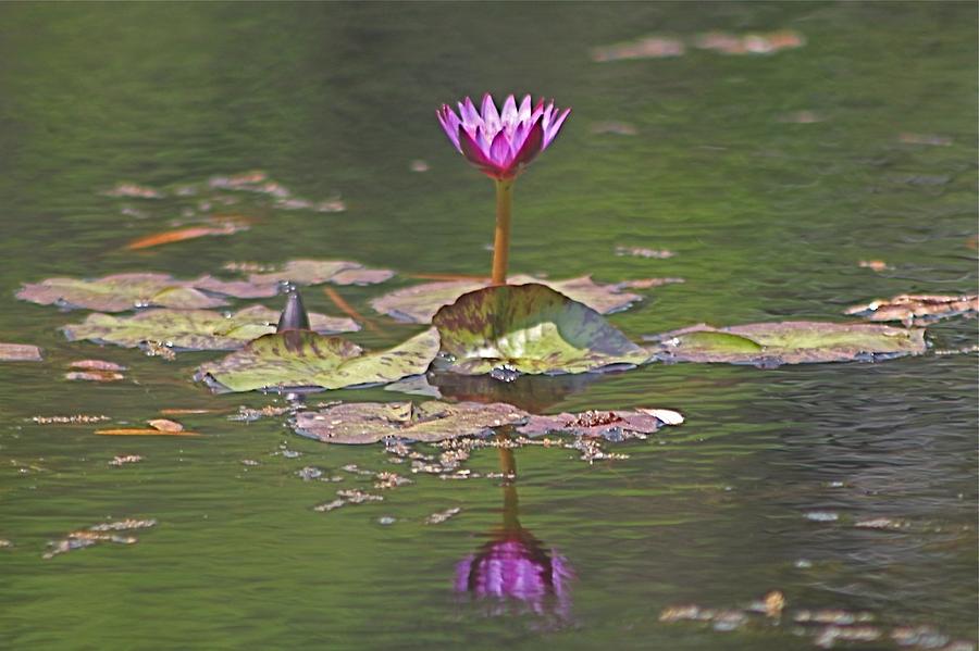 Lone Water Lily  Photograph by Jeanne Juhos