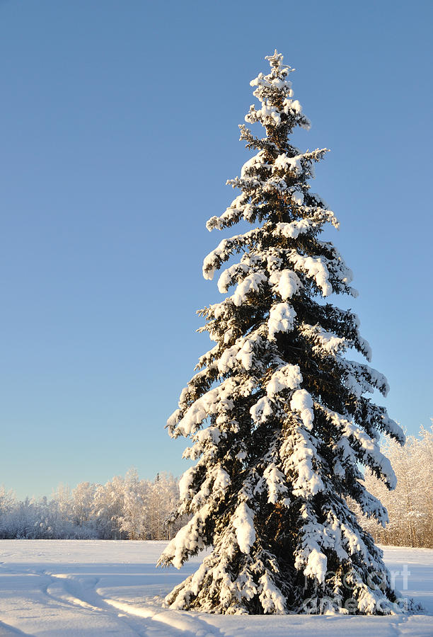 Lone Winter Spruce Photograph by Gary Whitton