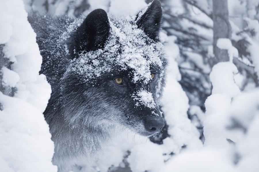 Lone Wolf In Snow Photograph by Don Hammond | Fine Art America