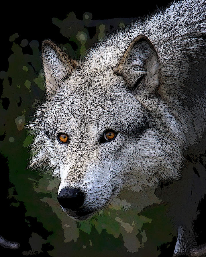 Wolves Photograph - Lone Wolf by Steve McKinzie