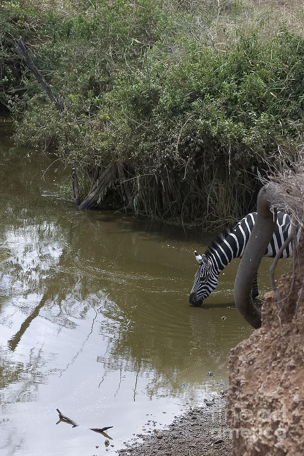 Zebra Photograph - Lone Zebra at the Drinking Hole by Darcy Michaelchuk