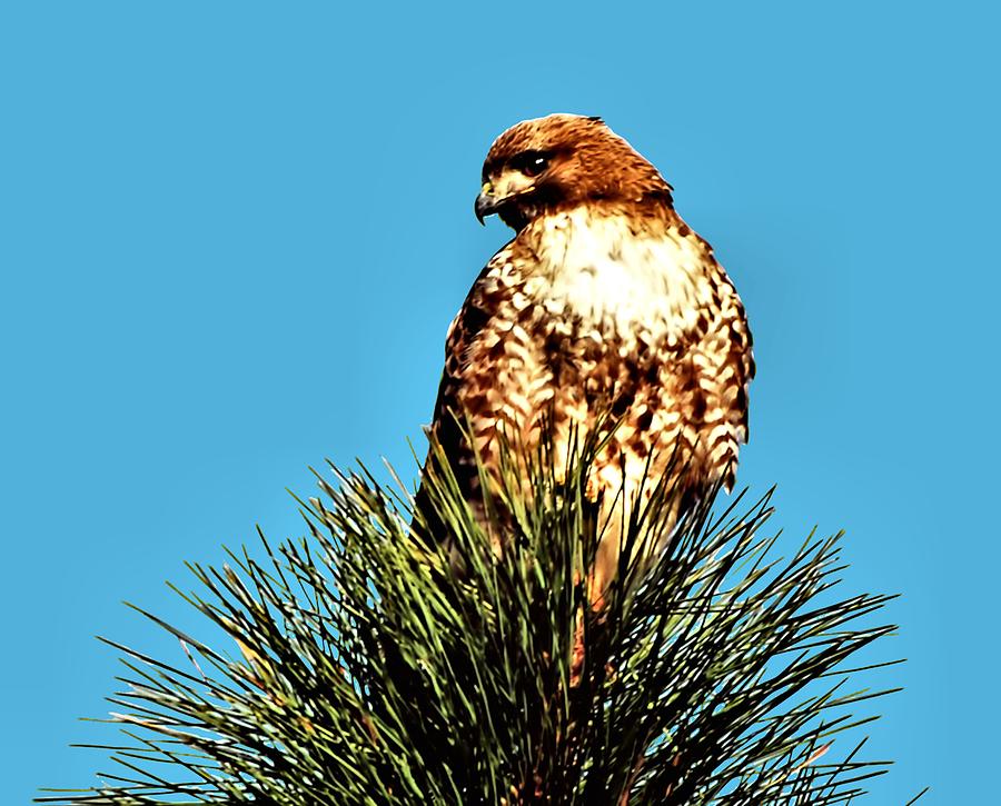 Hawk Digital Art - Lonely at the top by Don Mann