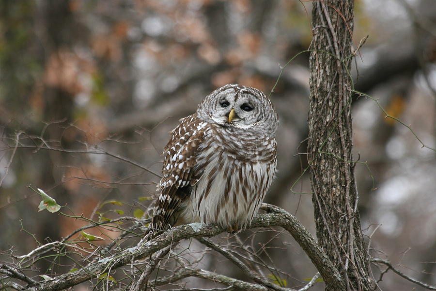 Lonely Barred Owl Photograph By Beth Marshall - Fine Art America