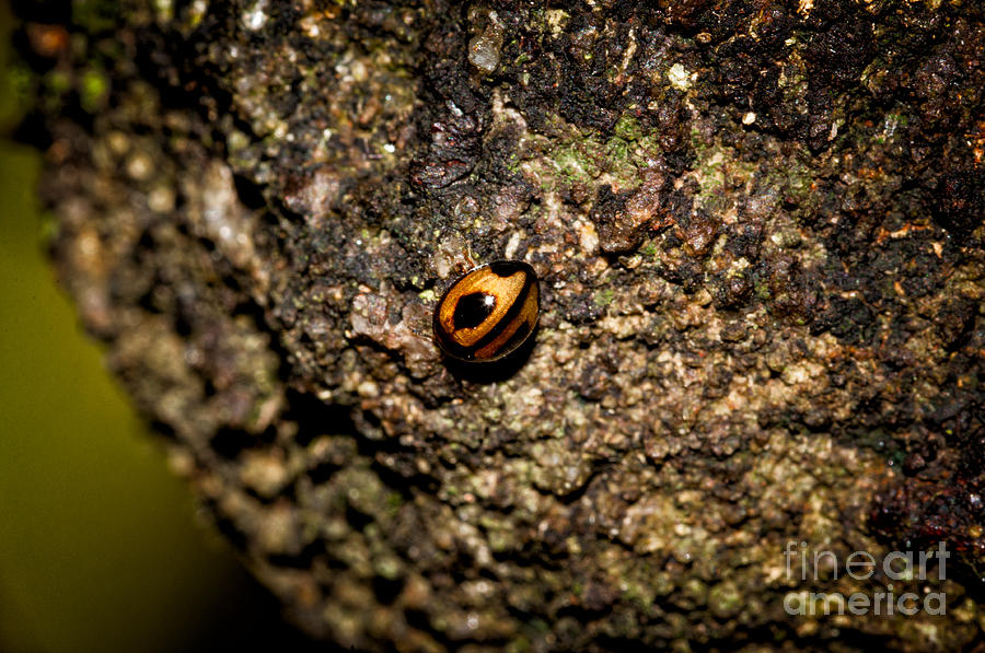 Lonely Beetle  Photograph by Venura Herath