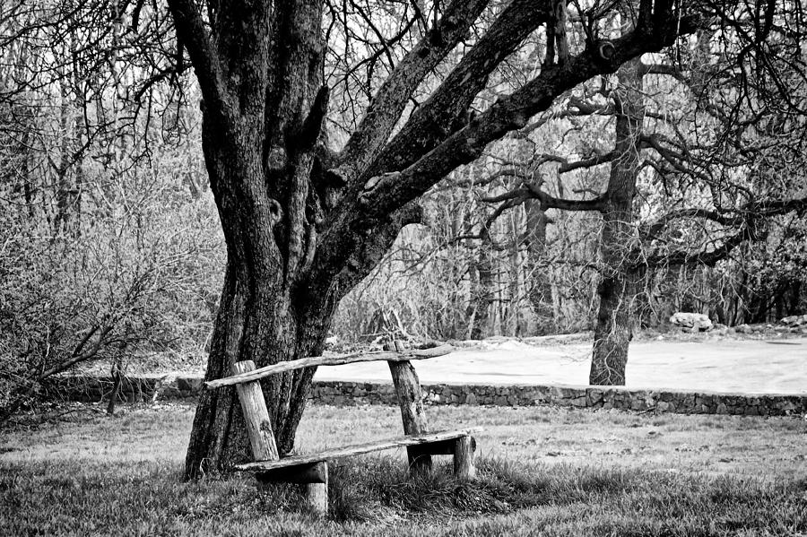 Lonely Bench Photograph by Zoran Buletic | Fine Art America