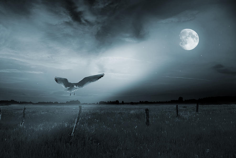 Nature Photograph - Lonely bird in moonlight  by Jaroslaw Grudzinski
