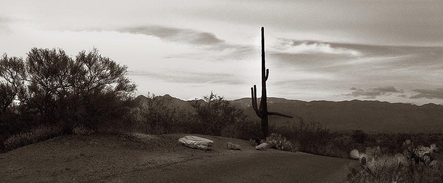 Sepia Photograph - Lonely Cactus by Marilyn Marchant
