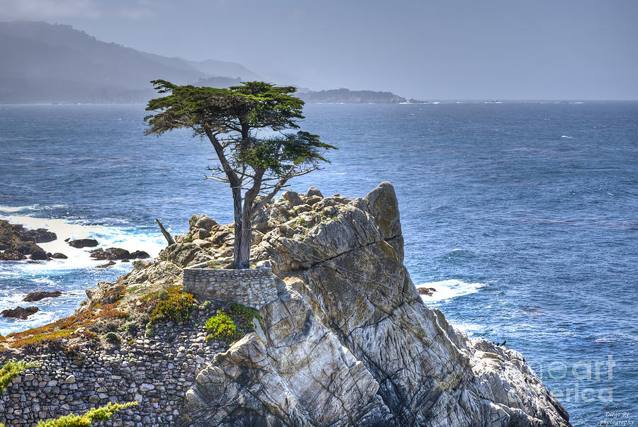 Lonely Cypress Photograph by Diego Re - Fine Art America