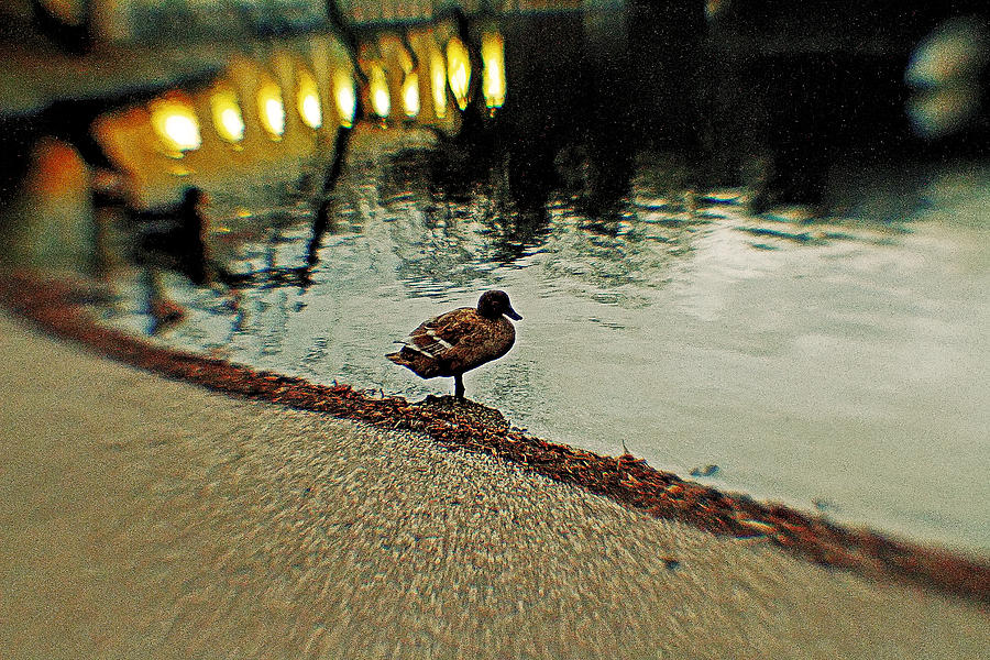Duck Photograph - Lonely Duck by Alex AG
