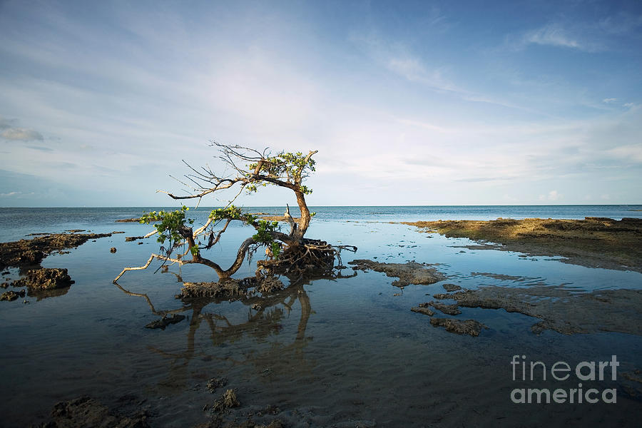 Lonely Mangrove Photograph by Matt Tilghman