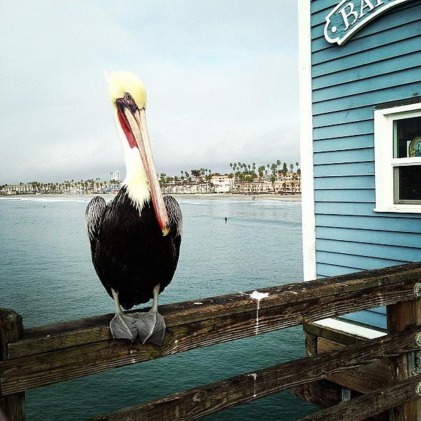 Pelican Photograph - Lonely Pelican. #pelicans #pier by Rita Spiegel