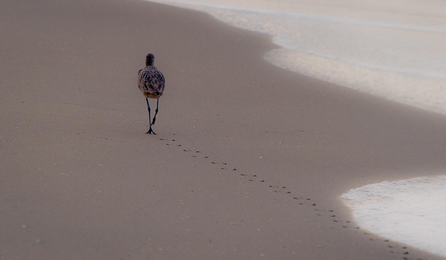 Bird Photograph - Lonely Shorebird by Kelly McNamara