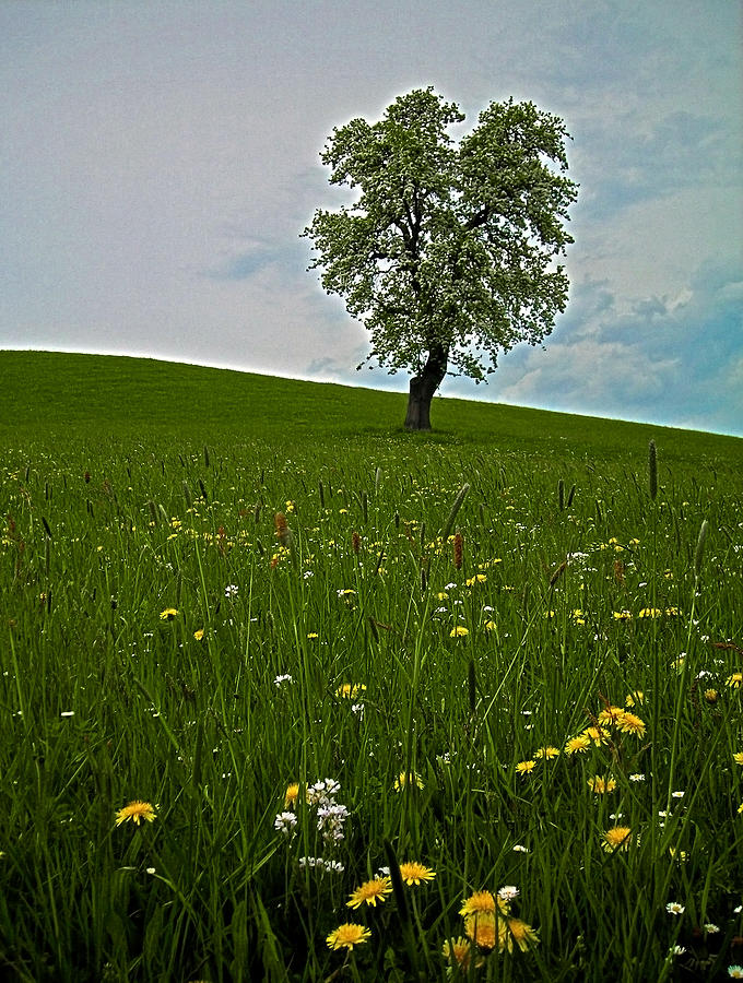 Lonely Tree ...  Photograph by Juergen Weiss