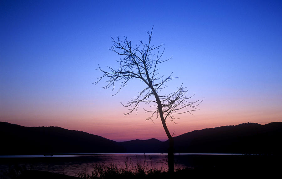 Lonely Tree at Twilight Photograph by Darrell Young