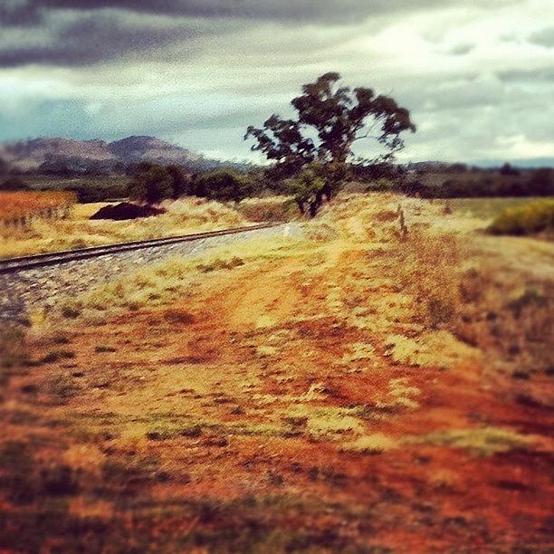 South Australia Photograph - Lonely Tree By A Lonely Track  by Andrew Coulson