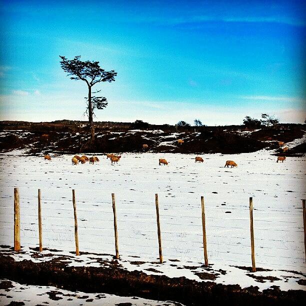 Sheep Photograph - Lonely Tree II by Carlos Avalos
