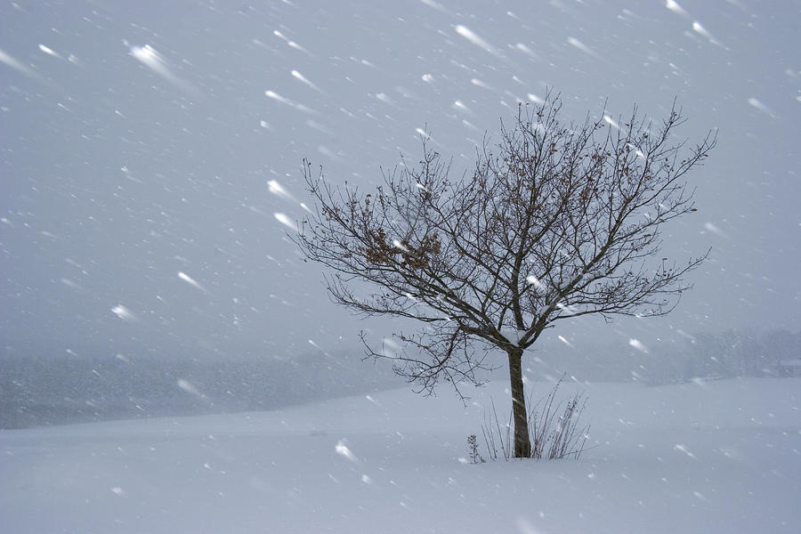 Lonely Tree In Snow, Bavaria, Germany Photograph by Konrad Wothe