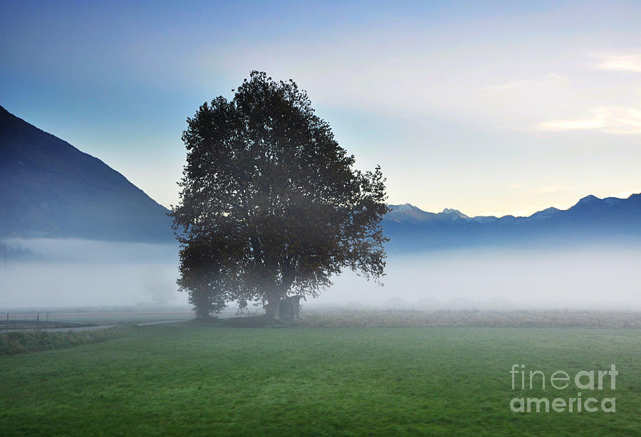 Lonely tree in the fog Photograph by Mats Silvan