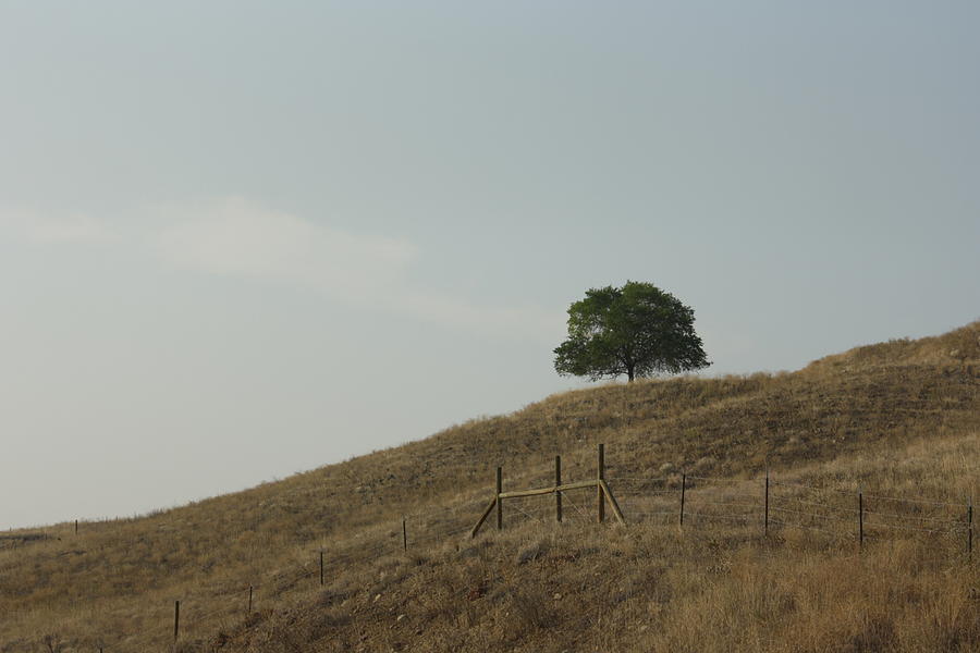 Tree Photograph - Lonely Tree by Jeannine Welfelt