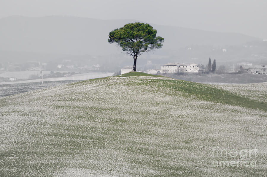 Lonely tree Photograph by Mats Silvan