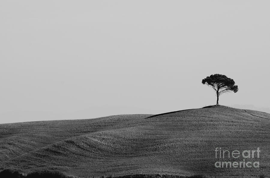 Lonely tree on the hill Photograph by Mats Silvan