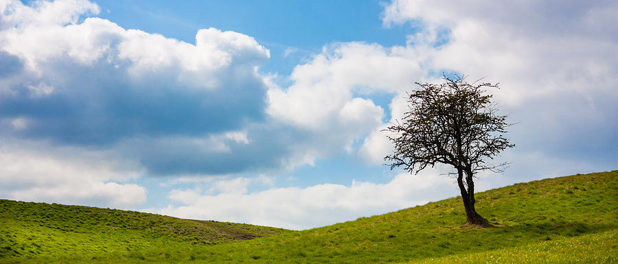 Lonely Tree Panorama Photograph by Semmick Photo