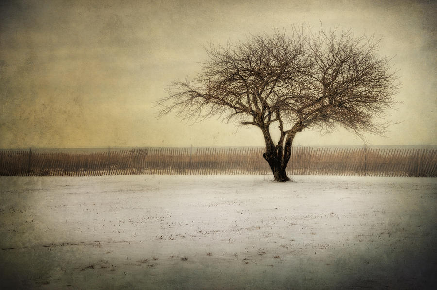 Lonely Tree Photograph by Yelena Rozov