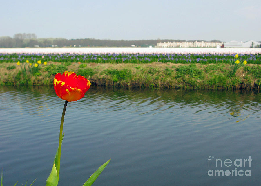 Landscape Photograph - Lonely Tulip by Ausra Huntington nee Paulauskaite