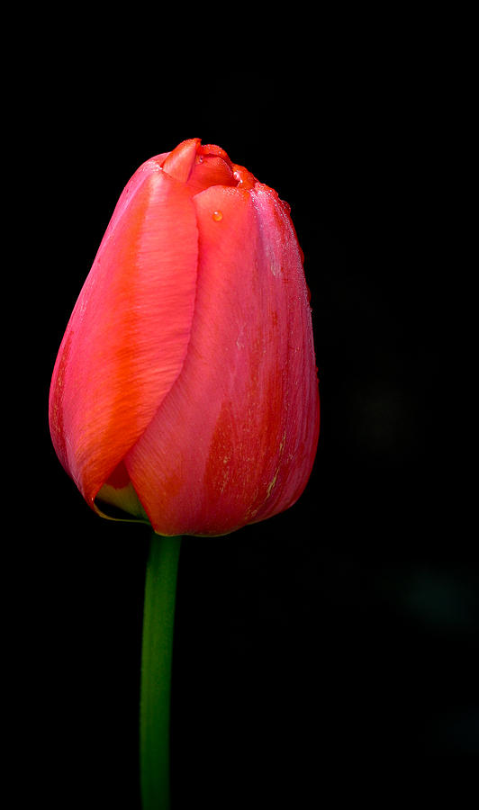 Lonely Tulip Photograph by Jean Noren