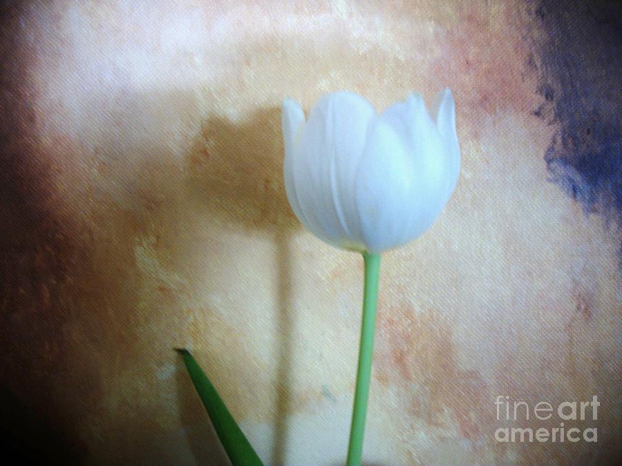 Lonely Tulip Photograph by Marsha Heiken