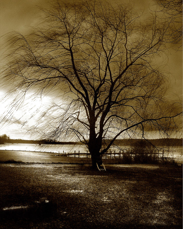 Lonely Willow Photograph by Marilyn Marchant