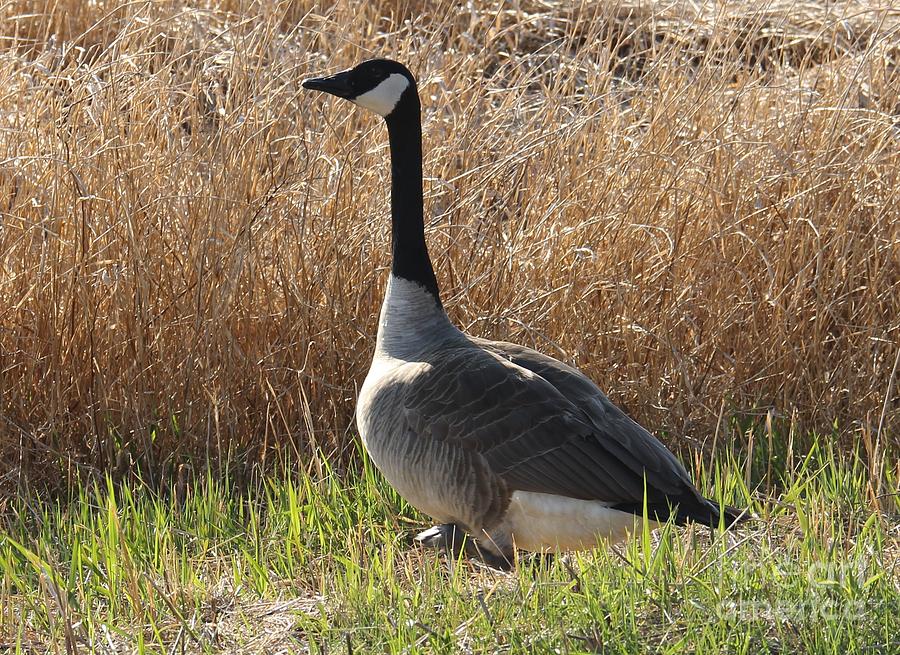 Loner Photograph by Bonnie Sams | Fine Art America