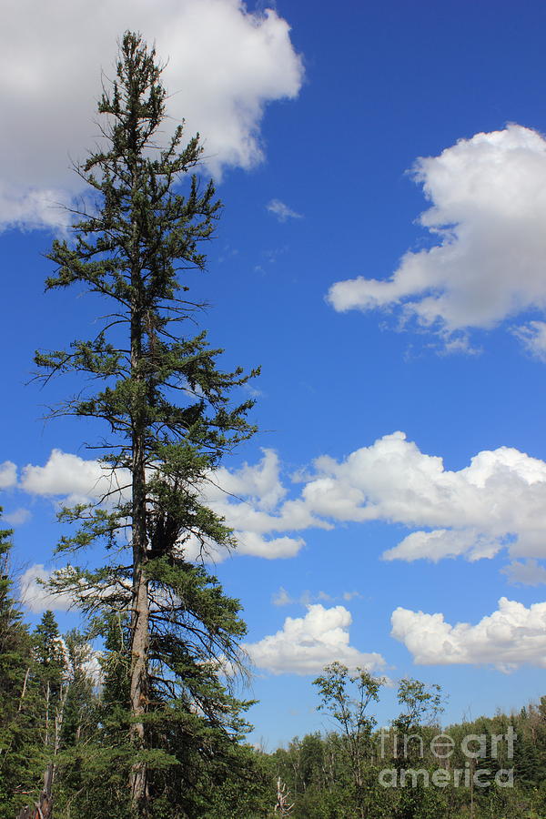 Lonesome pine Photograph by Jim Sauchyn