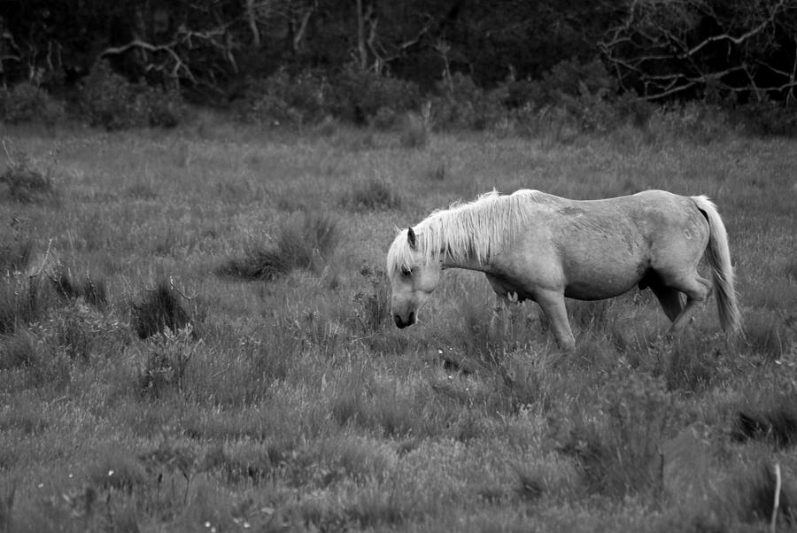 Lonesome Pony Photograph by Lori Tambakis