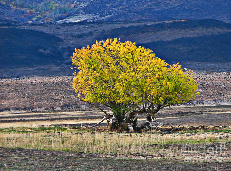 Lonesome Photograph by Robert Bales